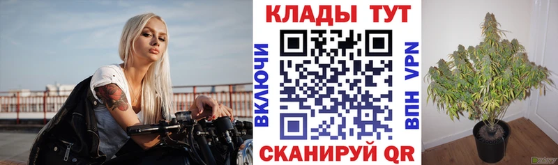 Магазины продажи наркотиков Ельня АМФЕТАМИН  Меф  Галлюциногенные грибы  hydra сайт  СОЛЬ  Бошки Шишки  Cocaine 